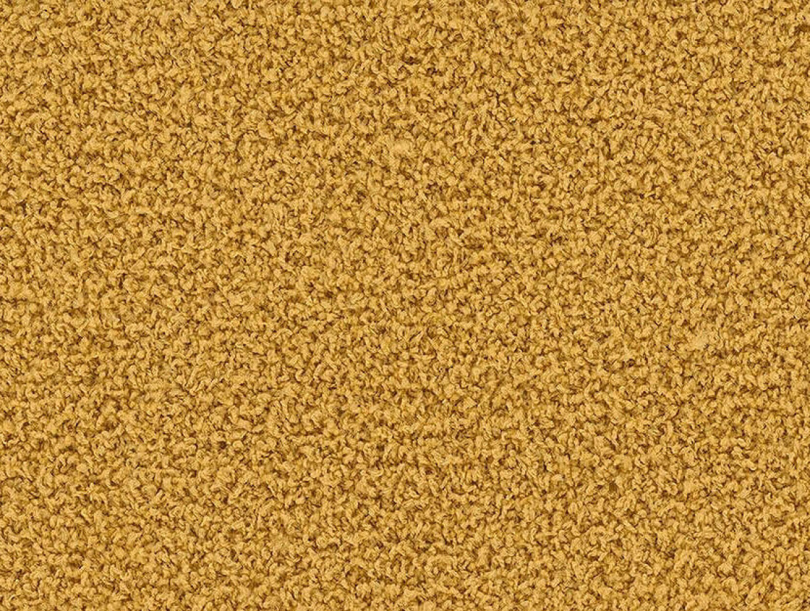 HN830 - 104238 Maize